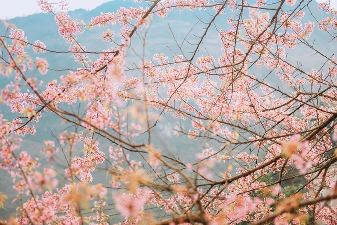 Cherry blossoms turn Ha Giang into a Japan-like winter escape - 8