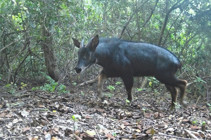 Rare endangered serow spotted in northern Vietnam forest - 1 Rare endangered serow spotted in northern Vietnam forest - 1