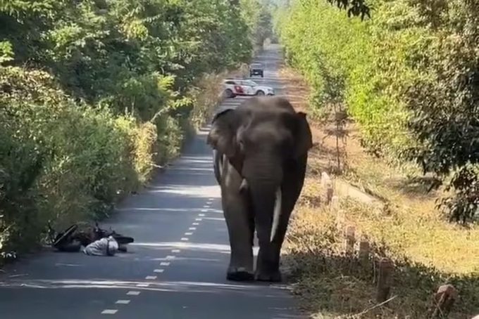 Man abandons motorbike after encountering elephant in Dong Nai - 1
