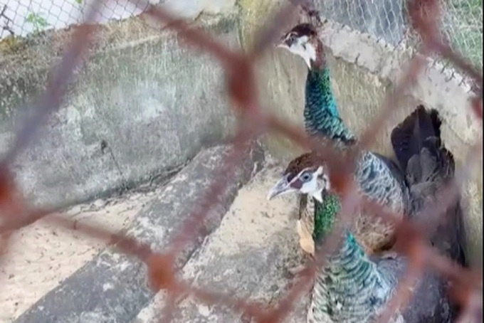 Rare wildlife strays into residents’ gardens, handed over to authorities - 2 Rare wildlife strays into residents’ gardens, handed over to authorities - 2