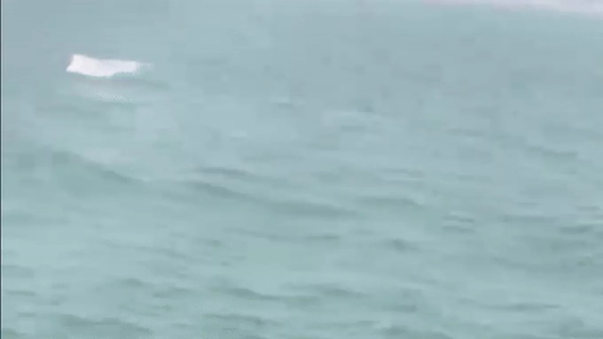 Pod of dolphins swims close to shore off Sam Son - 1