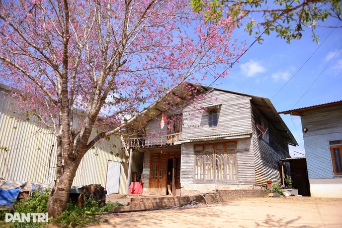 Cherry blossoms colour village on Dalat’s outskirts - 1