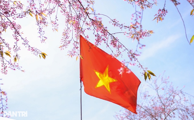 Cherry blossoms colour village on Dalat’s outskirts - 5