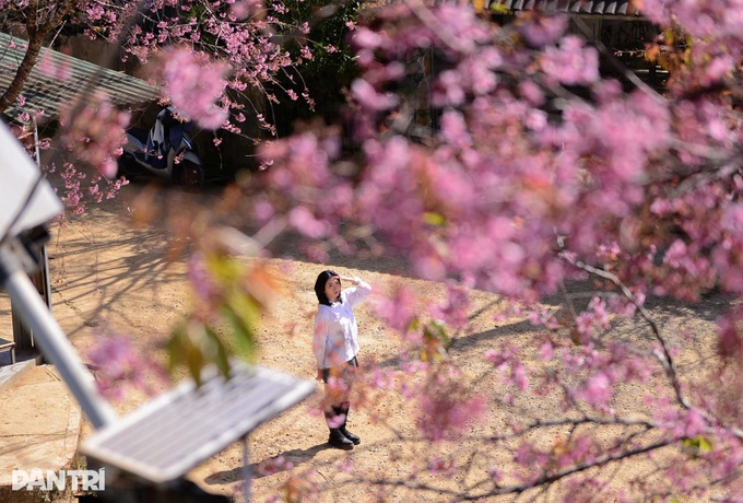 Cherry blossoms colour village on Dalat’s outskirts - 4