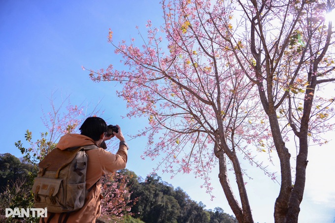 Cherry blossoms colour village on Dalat’s outskirts - 6