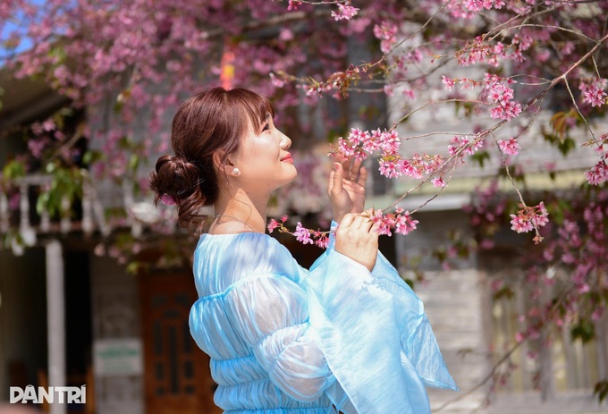 Cherry blossoms colour village on Dalat’s outskirts - 8