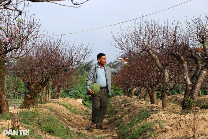 Peach tree rentals emerge as profitable Tet business - 2 Peach tree rentals emerge as profitable Tet business - 2