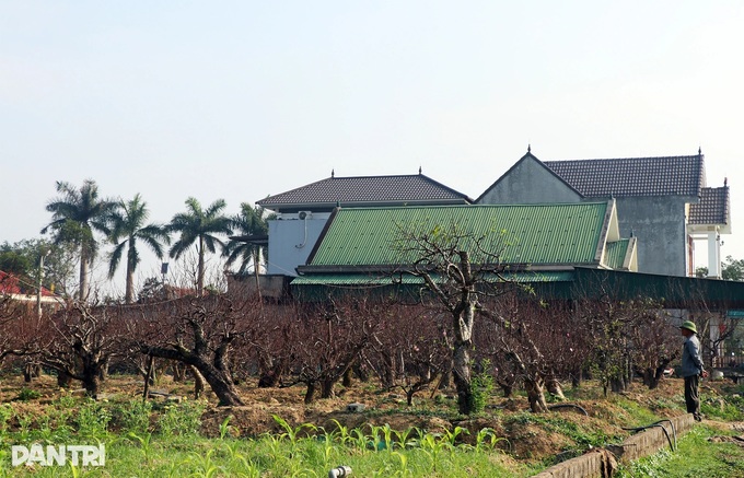 Peach tree rentals emerge as profitable Tet business - 1 Peach tree rentals emerge as profitable Tet business - 1