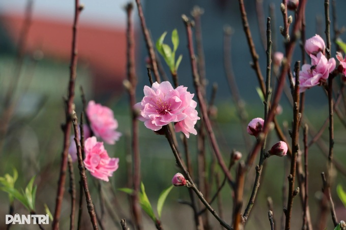 Peach tree rentals emerge as profitable Tet business - 4 Peach tree rentals emerge as profitable Tet business - 4