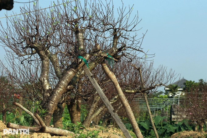 Peach tree rentals emerge as profitable Tet business - 5 Peach tree rentals emerge as profitable Tet business - 5