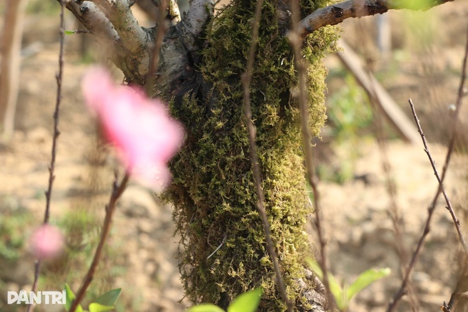 Peach tree rentals emerge as profitable Tet business - 7 Peach tree rentals emerge as profitable Tet business - 7