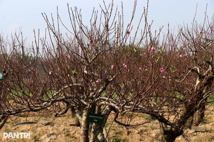 Peach tree rentals emerge as profitable Tet business - 9 Peach tree rentals emerge as profitable Tet business - 9