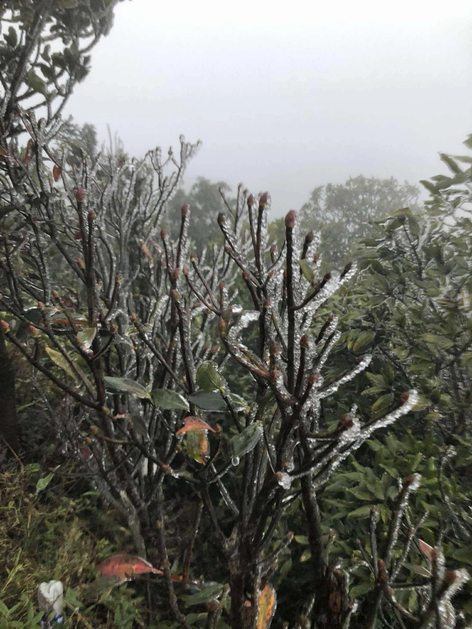 Frost blankets Mau Son peak as temperatures drop below zero - 2 Frost blankets Mau Son peak as temperatures drop below zero - 2