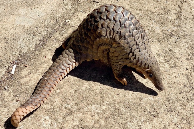 Rare pangolin wanders into home in Dak Lak - 1 Rare pangolin wanders into home in Dak Lak - 1