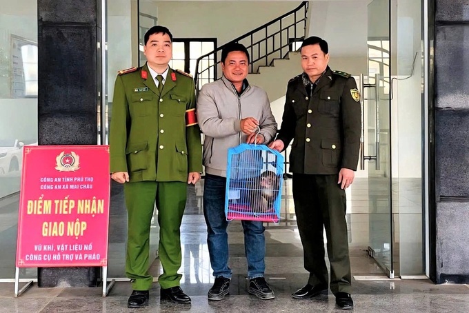 Phu Tho resident hands over rhesus macaque for release - 1