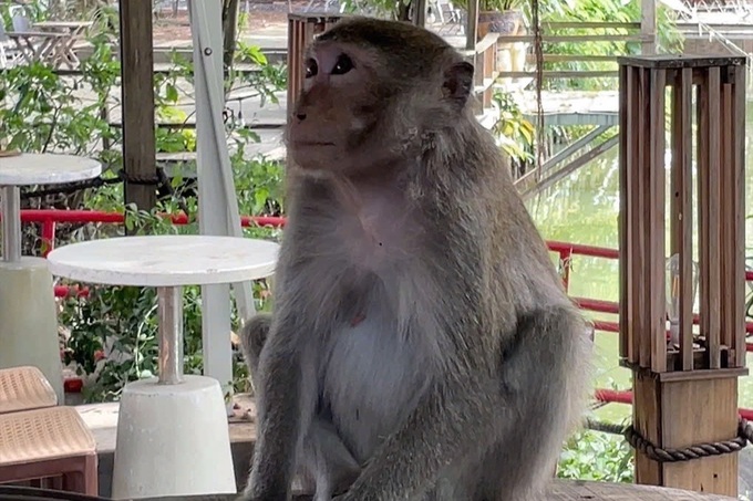 Wild monkeys attack residents in Vung Tau Ward - 1