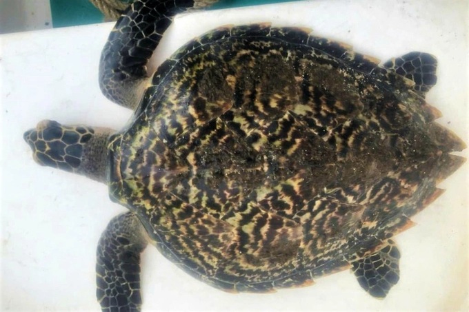 Rare hawksbill turtle entangled in fishing net, released off Danang - 1 Rare hawksbill turtle entangled in fishing net, released off Danang - 1