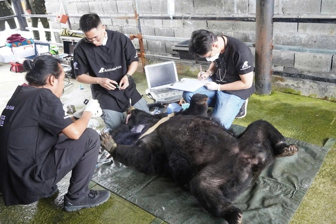 Moon bear rescued after more than 25 years in captivity - 1