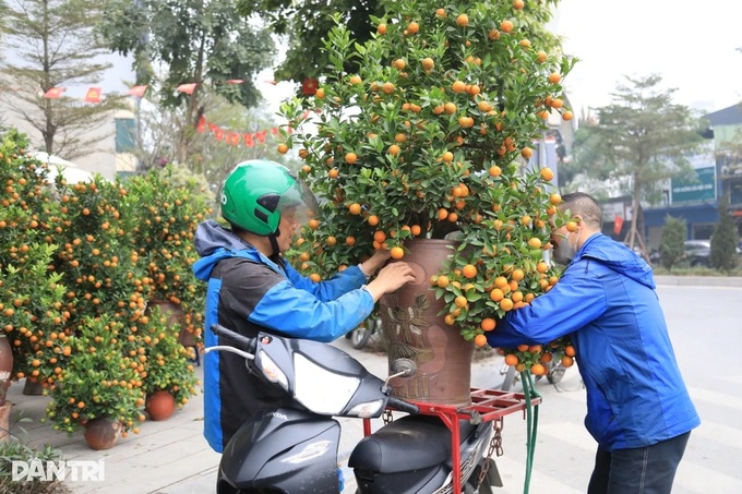 Hanoi flower markets struggle with sluggish sales as Tet nears - 2