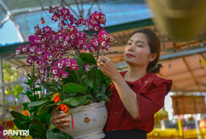 Dalat growers rush premium orchids to Tet market - 4