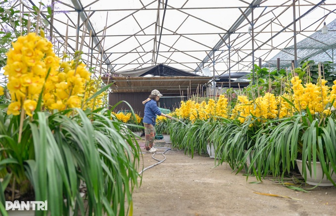 Dalat growers rush premium orchids to Tet market - 3