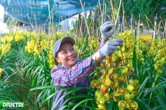 Dalat growers rush premium orchids to Tet market - 2
