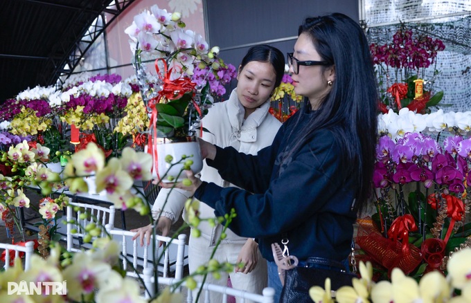 Dalat growers rush premium orchids to Tet market - 6