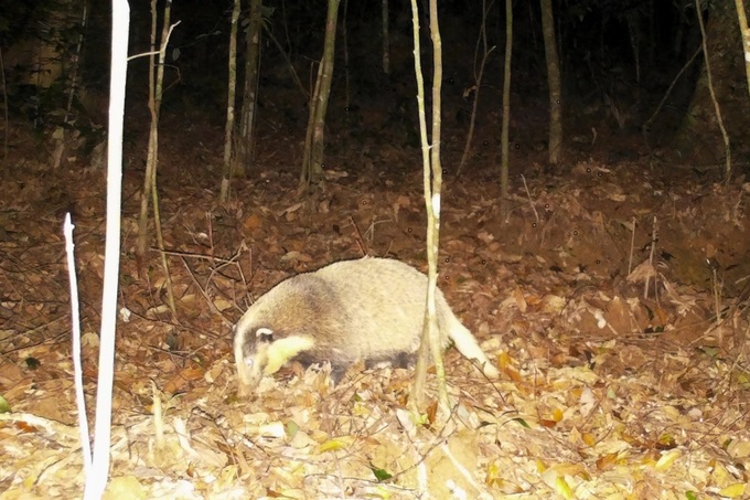 Hidden wildlife uncovered in Pu Mat National Park - 6