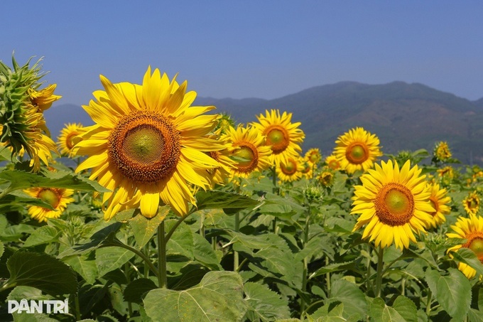 Danang sunflower field draws crowds of visitors - 3
