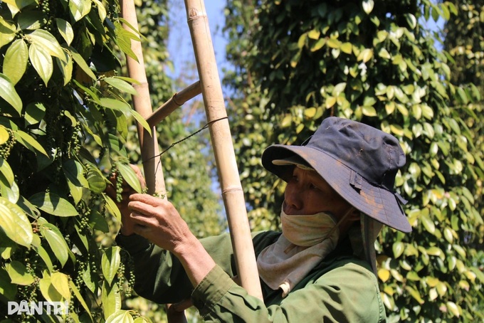 Vietnam pepper exports set for gains despite tighter supply - 1