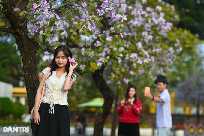 Spring blossoms colour Hanoi streets - 5