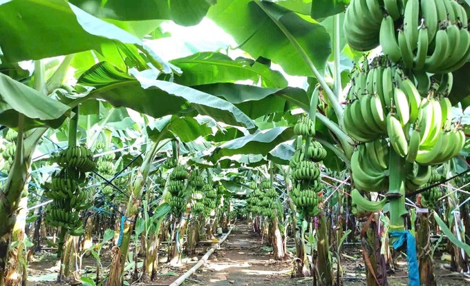 Dong Nai launches 220-tonne fresh banana export - 2