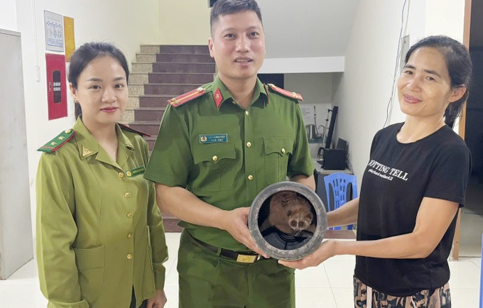 Rare slow loris found in Son La home - 1