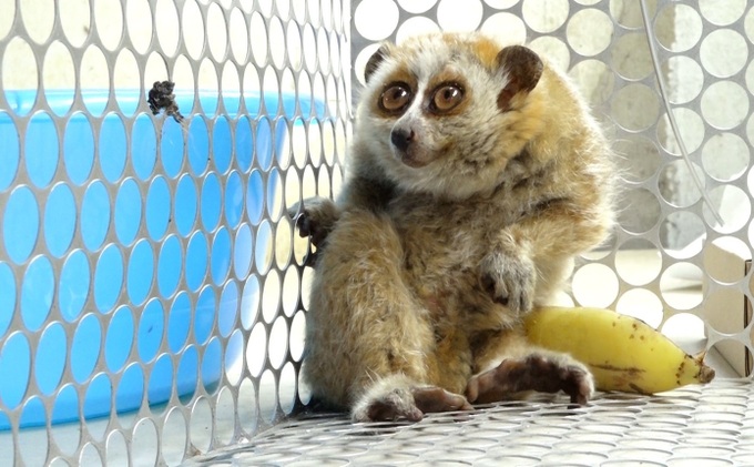 Rare slow loris found in Son La home - 2