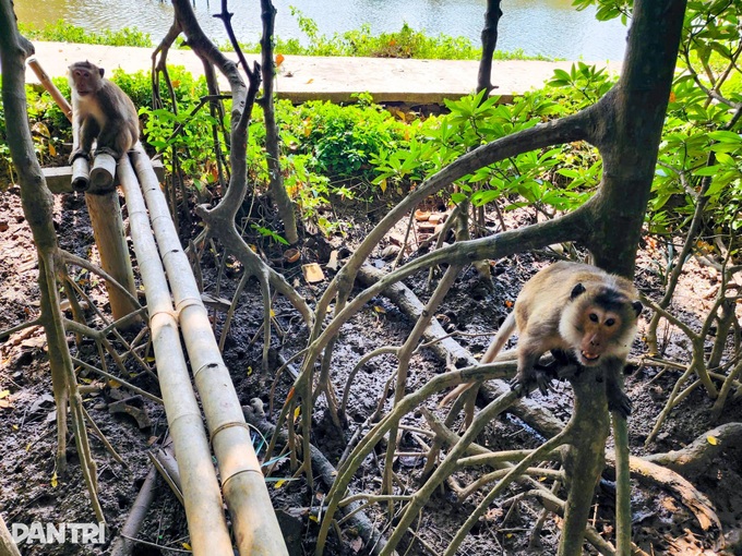 Exploring Monkey Island in the Mekong Delta’s largest mangrove forest - 4