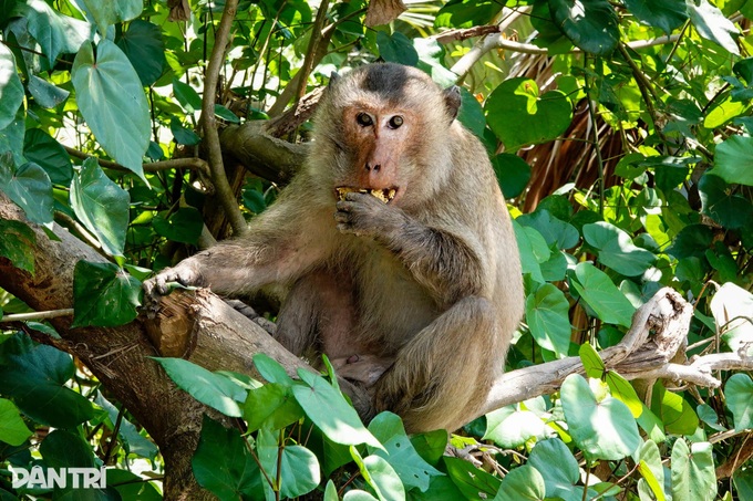 Exploring Monkey Island in the Mekong Delta’s largest mangrove forest - 5