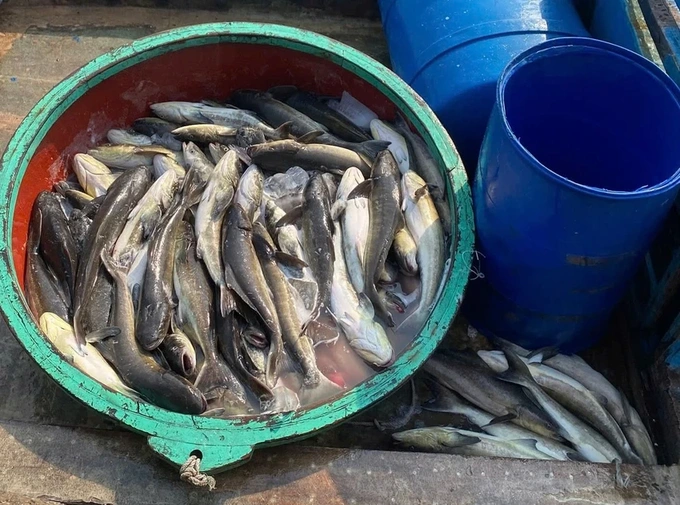 Mass cobia deaths hit Ly Son farmers - 1 Mass cobia deaths hit Ly Son farmers - 1