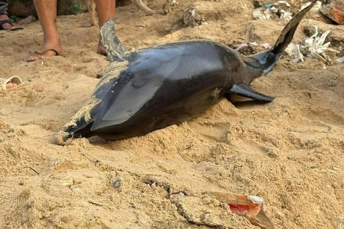 Dolphin repeatedly washes ashore despite rescue efforts - 1