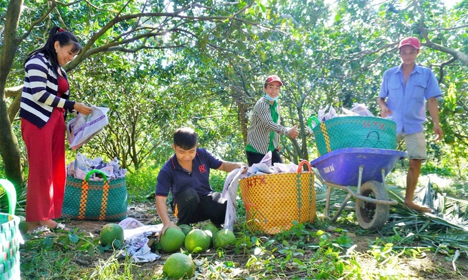Vietnam ships first green pomelo consignment to Australia - 1 Vietnam ships first green pomelo consignment to Australia - 1