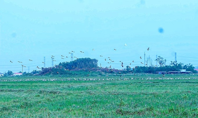 Rare Asian openbill storks spotted in large flock in central Vietnam - 1