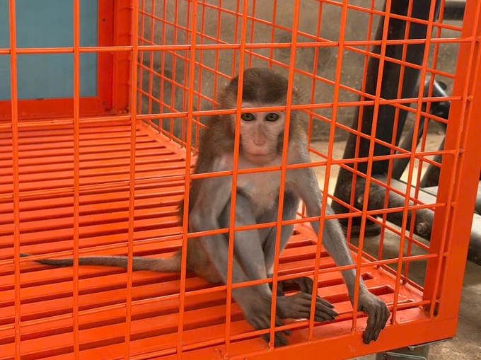 Endangered macaque found illegally kept in Phu Tho - 1