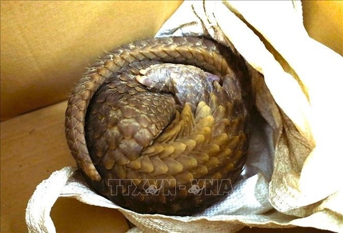 Rare pangolin released into protected forest in Nghe An - 1