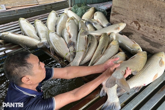 Sudden water changes suspected in mass fish deaths on Lam River - 1