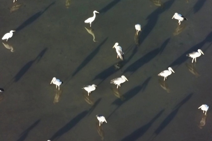 Quang Ngai bird flock identified as Asian openbills, not rare cranes - 1