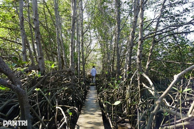 Rare birds spotted in Gia Lai mangrove forest - 8