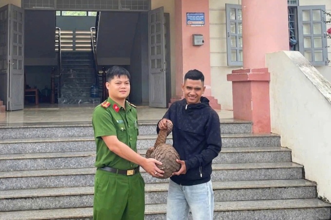 Rare Sunda pangolin found wandering into home in Dak Lak - 1