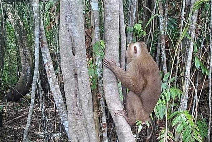 Endangered macaque released into U Minh Ha National Park - 1