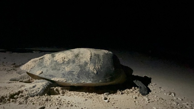 Rare sea turtles rescued from discarded fishing nets in Con Dao - 1