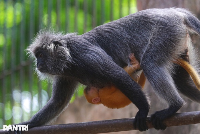 Nine endangered langurs found butchered on Phu Quoc Island - 2