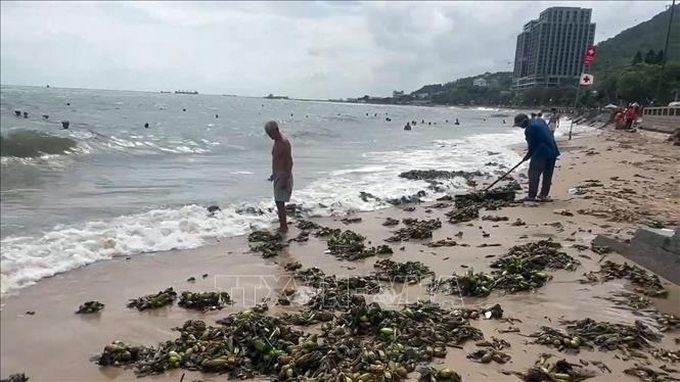 Water hyacinths and debris inundate Vung Tau beach - 1 Water hyacinths and debris inundate Vung Tau beach - 1